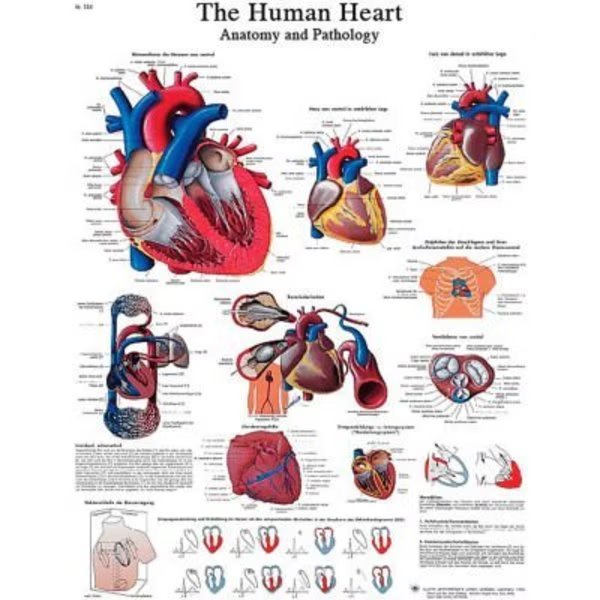 3B® Anatomical Chart - Heart, Sticky Back, Fabrication Enterprises, Mfr#: 12-4610S