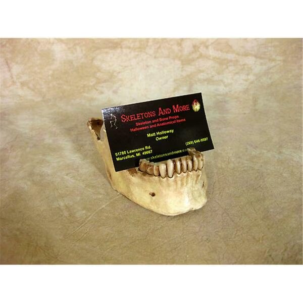Jaw Business Card Holder, Skeletons And More, Mfr#: MIS-175