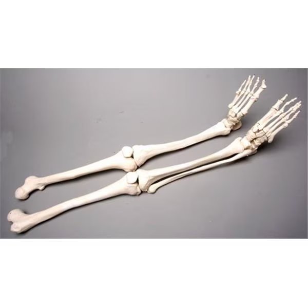 Skeletons and More SM380DL Left Skeleton Leg, Skeletons And More, Mfr#: SM380DL